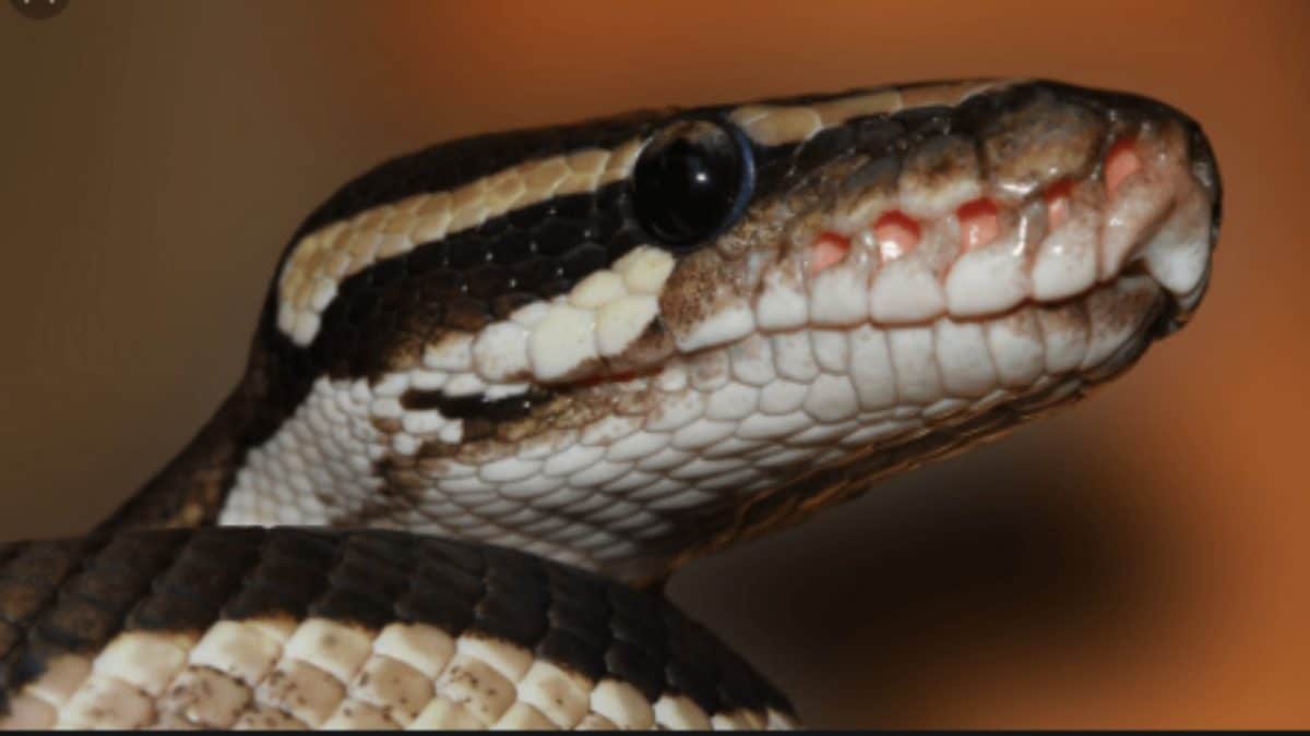 Snake Bite: Physician describes antivenom as best treatment to save victims