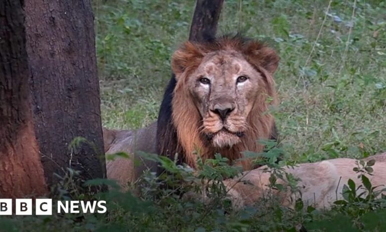 Gujarat: How doctors saved a lion from going blind