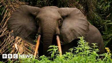 How Gabon saved its forest elephants