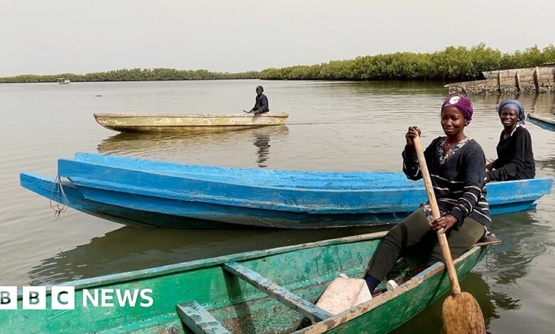 How The Gambia’s oyster farmers are being hit by climate change