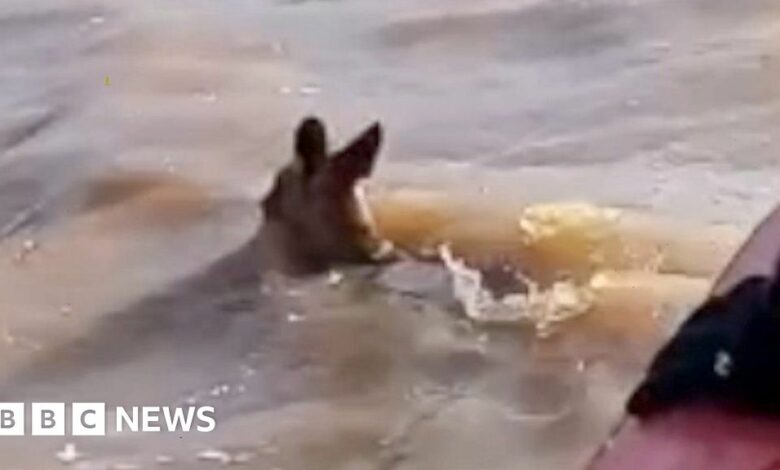 Australia floods: Kangaroo rescued from deep water
