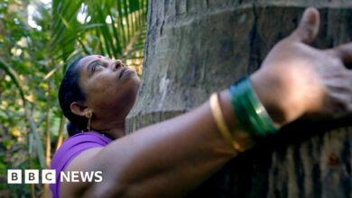 Mumbai's Aarey forest: The woman fighting to protect it from metro project