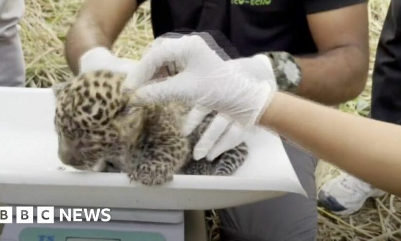 Maharashtra: India leopard cubs reunited with mum