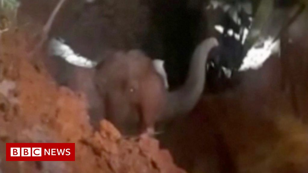 India: Trapped baby elephant rescued after falling into pit