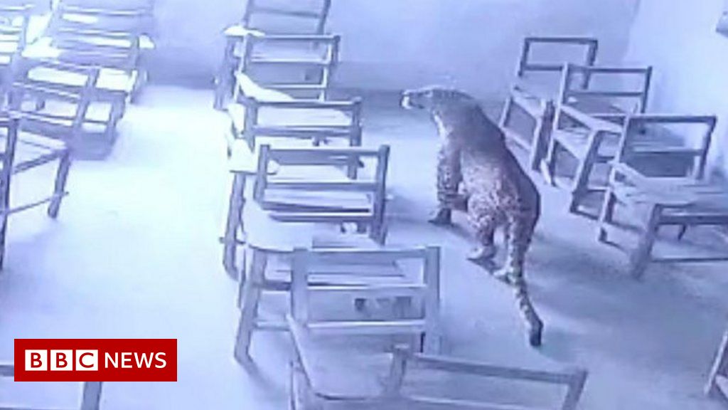 Curious leopard enters classroom in India