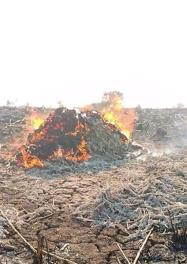One dies as bushfire destroys over 90 farmlands in Yobe